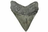 Serrated, Fossil Megalodon Tooth - South Carolina #324273-1